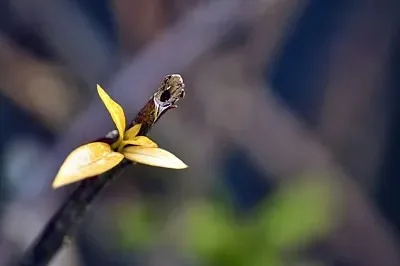 

Набор шестигранных отверток (4 шт.): 1.5мм, 2.0мм, 2.5мм, 3.0мм. Портативные инструменты для обслуживания моделей автомобилей, отвертки для радиоуправляемых моделей, инструменты для радиоуправляемых машин и лодок.