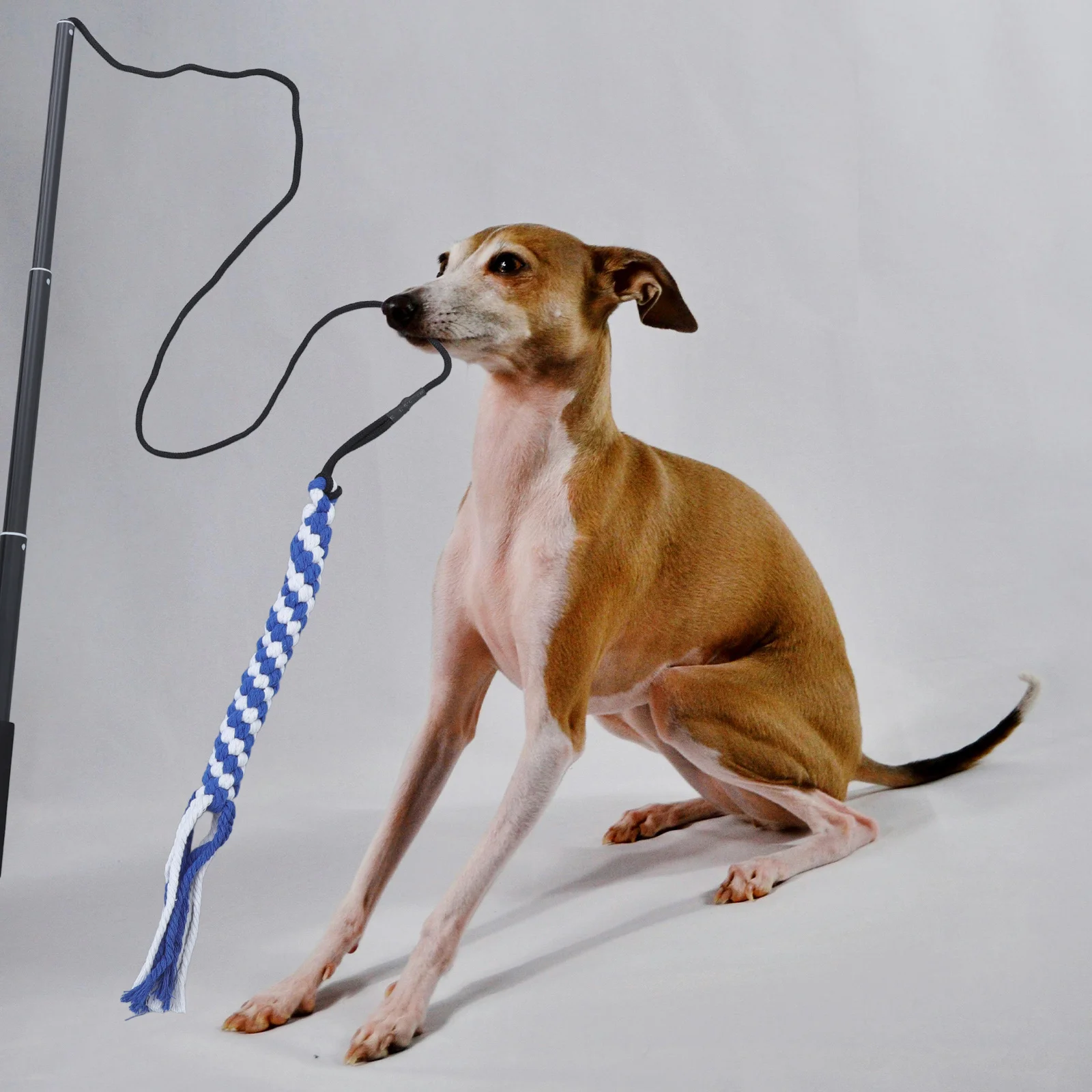 

Interactive Dog Teaser Black Size L Extendable Flirt Pole Exerciser for Pets Chasing Tail Training Tool Dangler