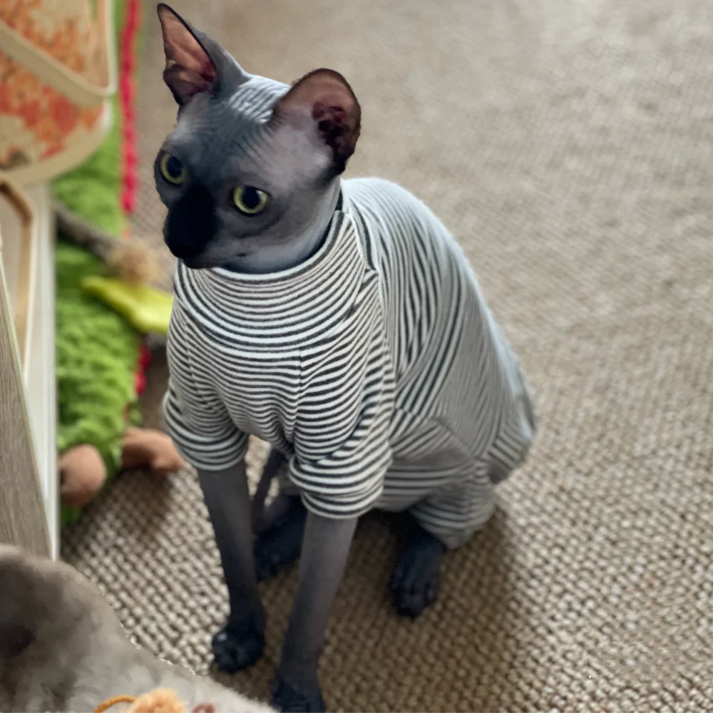 Cat Clothing Spring Striped 4-legged Cotton Coat for Sphynx Cat Winter Undershirt for Kittens Grey Warm Loungewear for Devon Rex