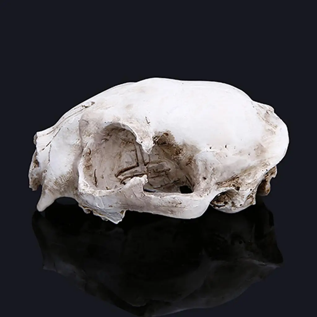 

Resin Model Craft Cat Skull Replica Collectible Skull Figurine Decoration Nautical Resin Statue for Home Bar Decor