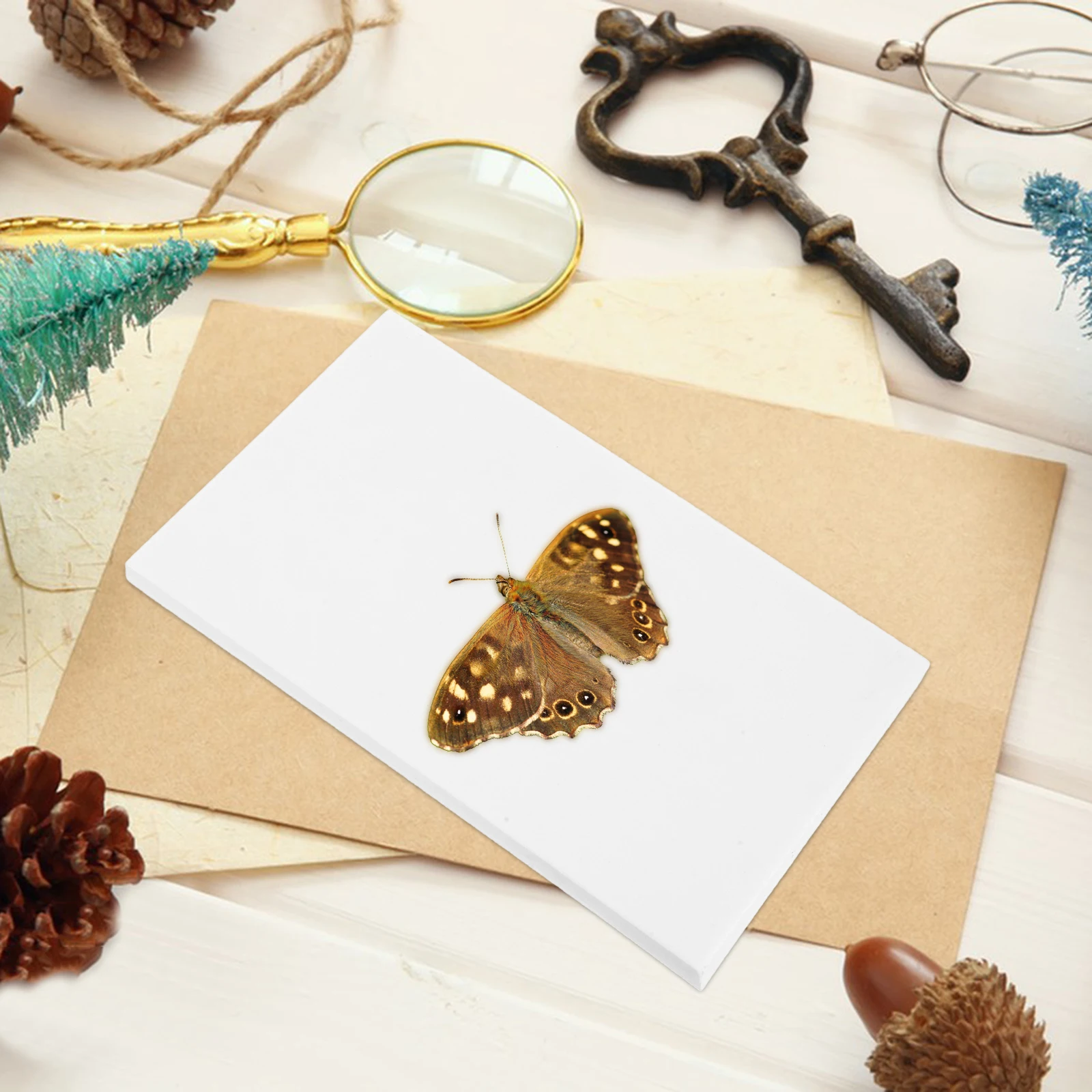 

3 Pcs Butterfly Wings Spreading Board Kit Experiment Equipment White Decoration