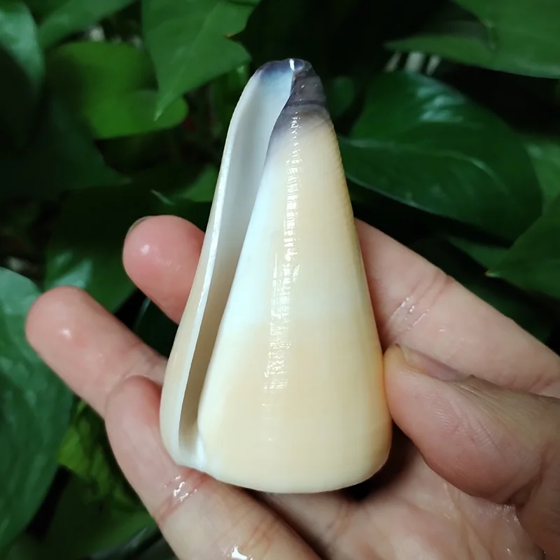 7-8CM False Virgin Cone Shell Violet-mouth Cone Conus Emaciatus Natural Growth Yellow Conch for Décor DIY Landscape Specimen