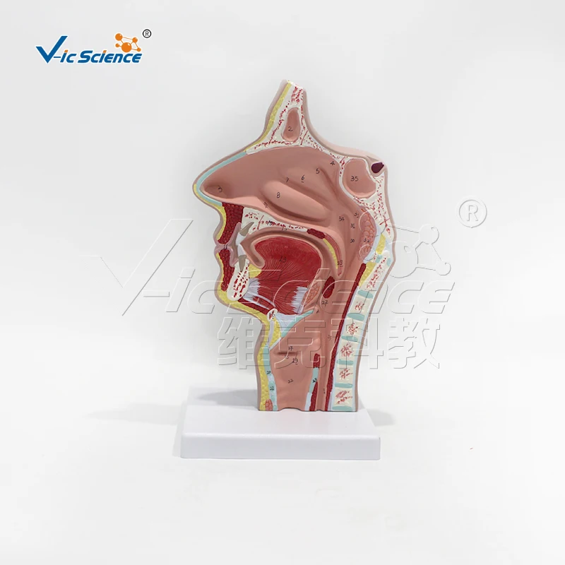 Sagittal section model of oronasopharyngeal cavity