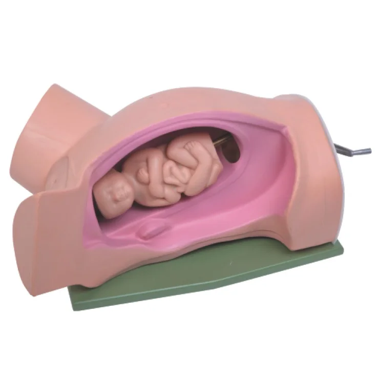 Hot Sale Realistic Anatomical Model Vivid Training Model with Advance Leopold Maneuvers Model for Medical Training