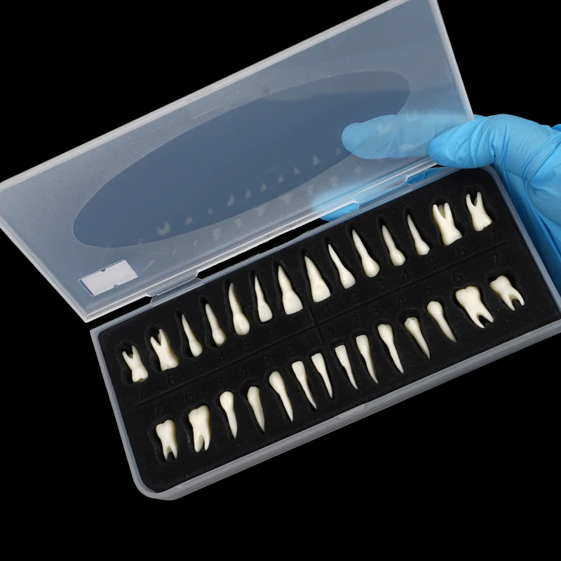 28 Full Mouth Dental 1:1 Permanent Adult Teeth Model Tooth Model with Root Upper Lower Teeth for Demonstration Teaching Studying