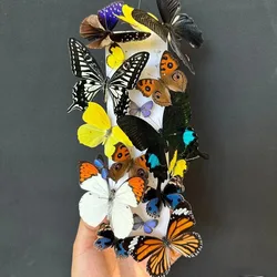 Real Butterfly Specimen Insect Student Teaching Science Exhibition Statues for Decoration Diy Carfs Home Decor