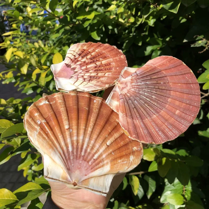 Queen scallop, Creative DIY Fish Tank Landscaping Decoration,Natural Conch and Shell Starfish specimen