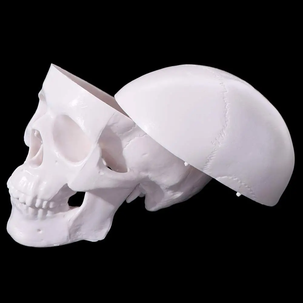Fine Arts Removable Skull Model Convenient Skull Cap Human Head Model Resin Mini Anatomical Head Skull Teaching Supplies