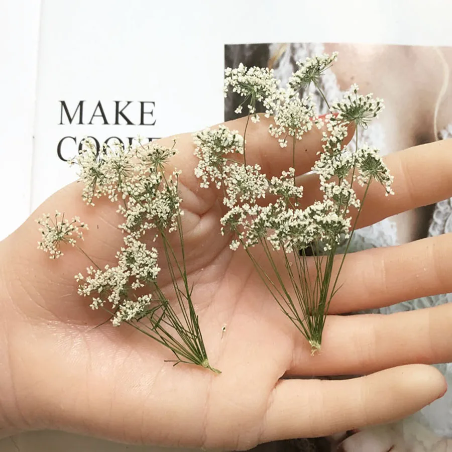 30pcs Pressed Dried Natural White Multi-head Ammi Majus Flower Plant Herbarium For Jewelry Postcard Invitation Card Bookmark DIY