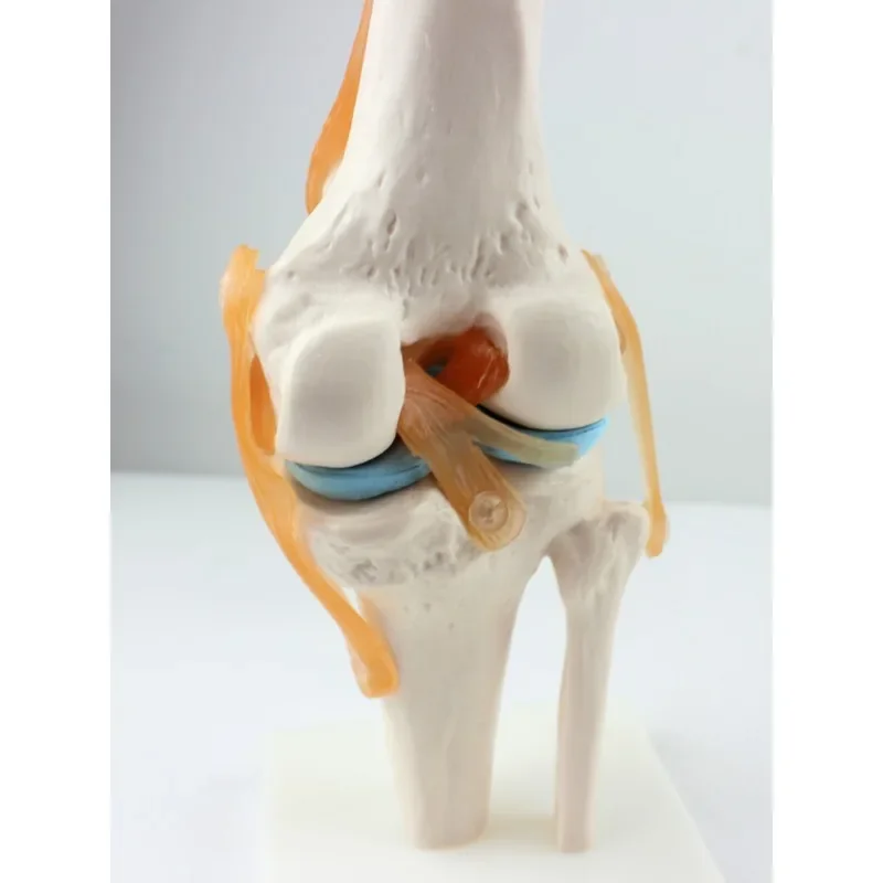 Human Functional Knee Model Ligament Trolley Joint Teaching