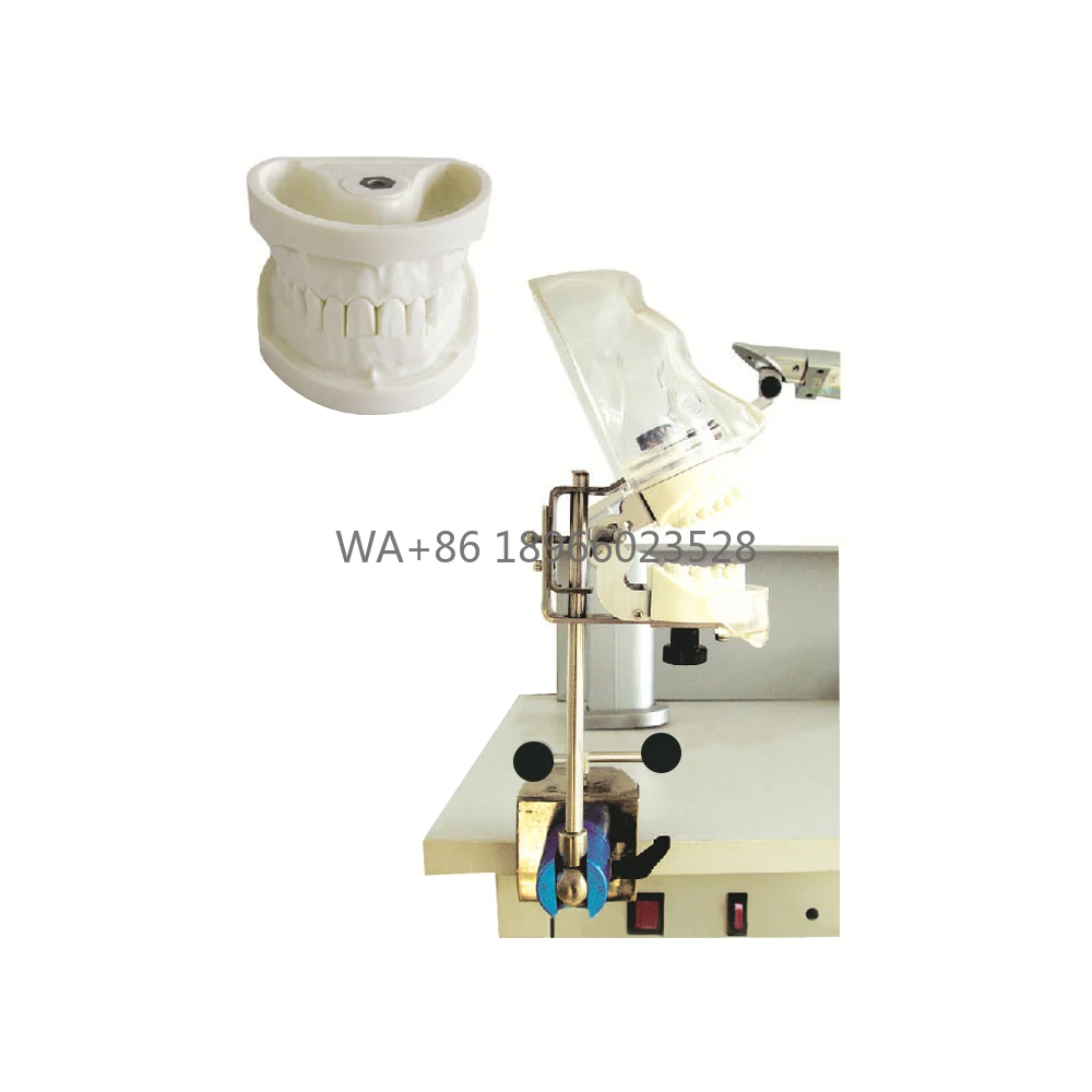 

Модель зубов натурального размера SMD035714