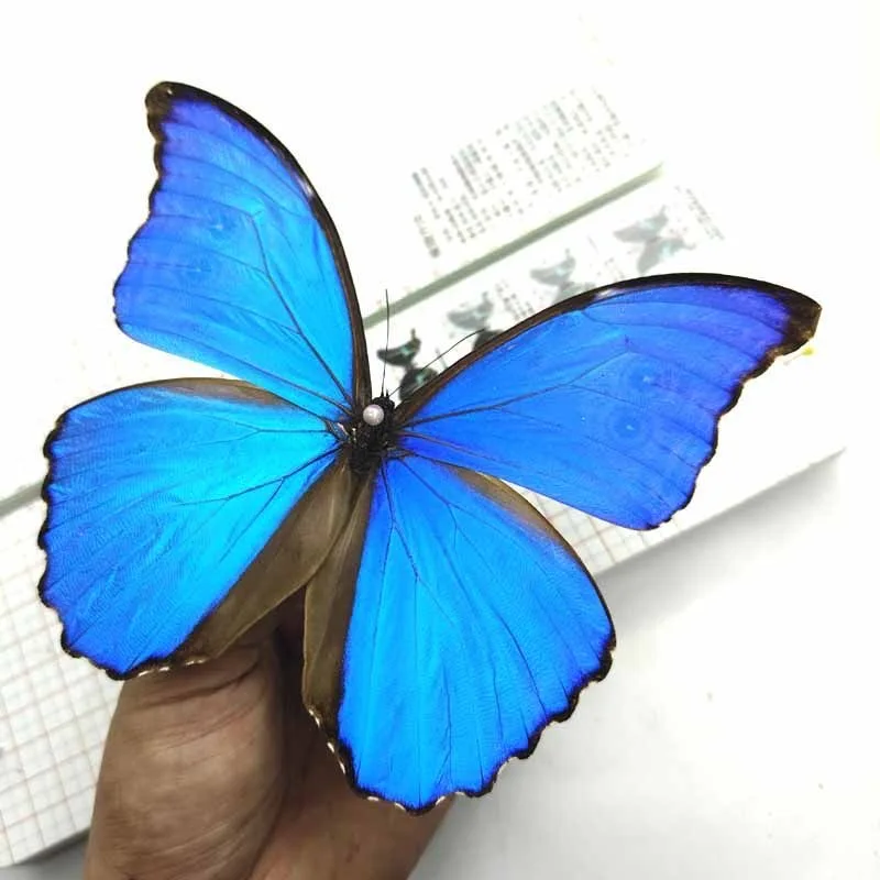 

1 PC natural Real Butterflies Specimen (Morpho menelaus）