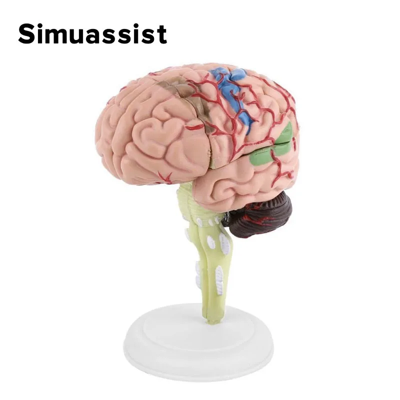 4D Medical Removable Mini Brain Model Assembled Model Structure Of The Brain Anatomy Medical Teaching Tool