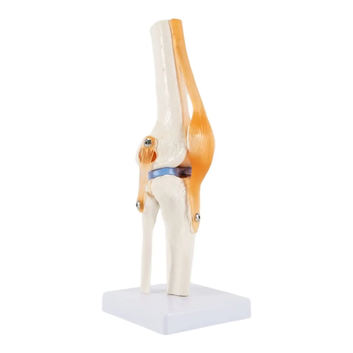 ✱Anatomical Knee Joint with Ligaments Model, Life Size