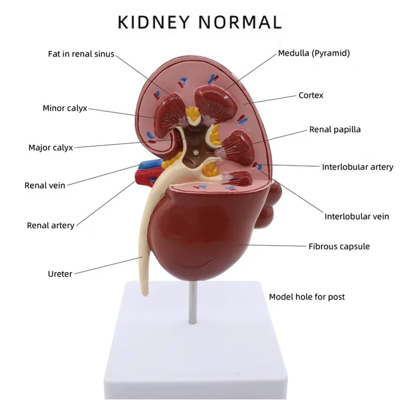 Medical teaching of renal structure of urinary system with natural large kidney model in human urology