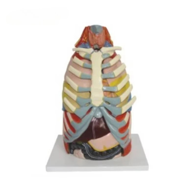 15-Part Laryngeal Cardiopulmonary Anatomy Model Durable Medical Training Tool