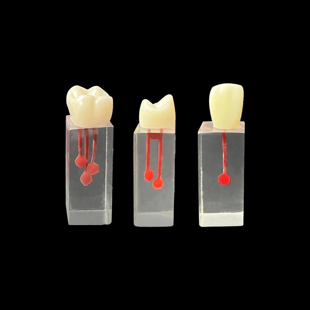 3pcs Dental Root Canal Training Block Tooth Endodontics Pulp Cavity Practice Study Resin RCT Demo Model Dentistry Lab Products