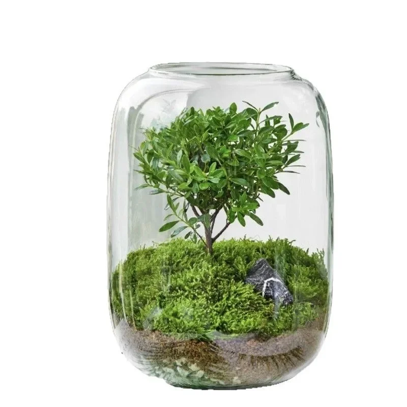 Micro landscape glass moss ecological plant green plant landscaping desktop creative ornament office