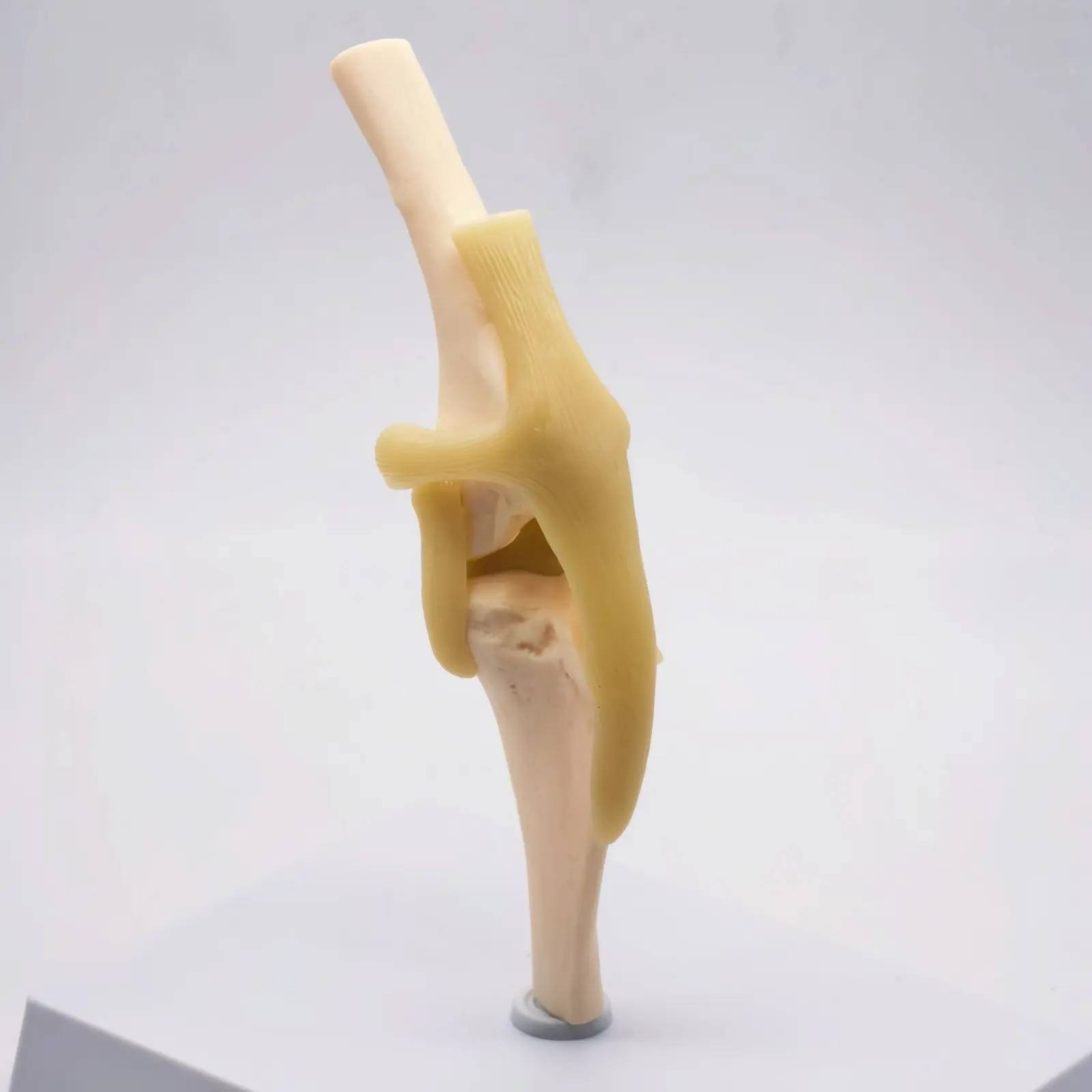 Dog knee Canine Joint model Medical Veterinary Teaching Research Skeleton Animal Teaching Training Aid Education