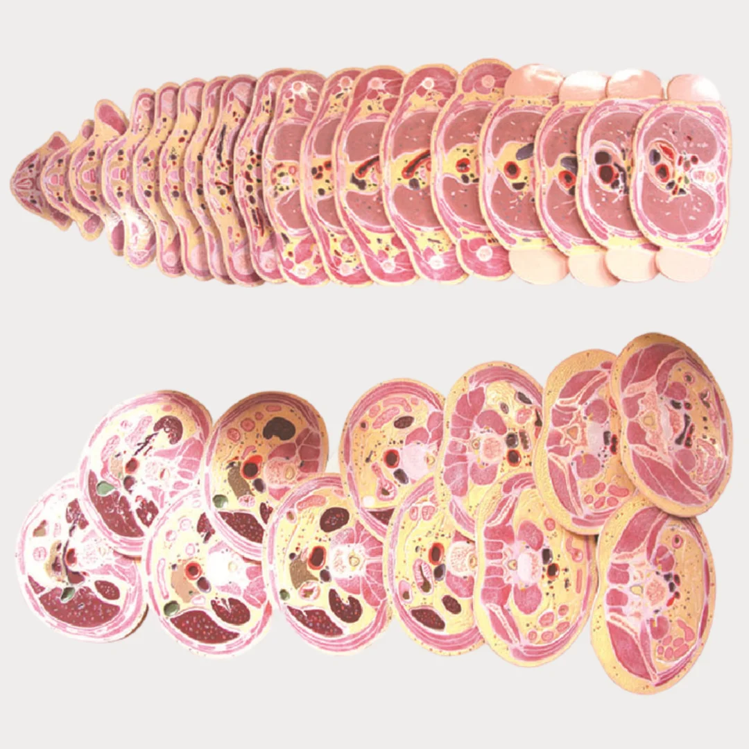 Dissection Model of Male Trunk Transection Layer Medical Science Human Torso Horizontal Tomographic Anatomical Simulator Medico