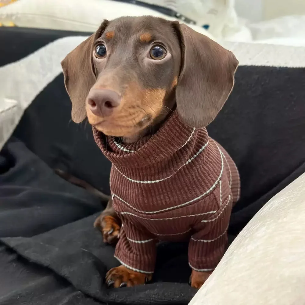 Brown Stripe 2-legged Dachshund Dog Clothes Warm Elastic Sweater for Wiener Dog Clothes Spring Dog Costumes for Sausage