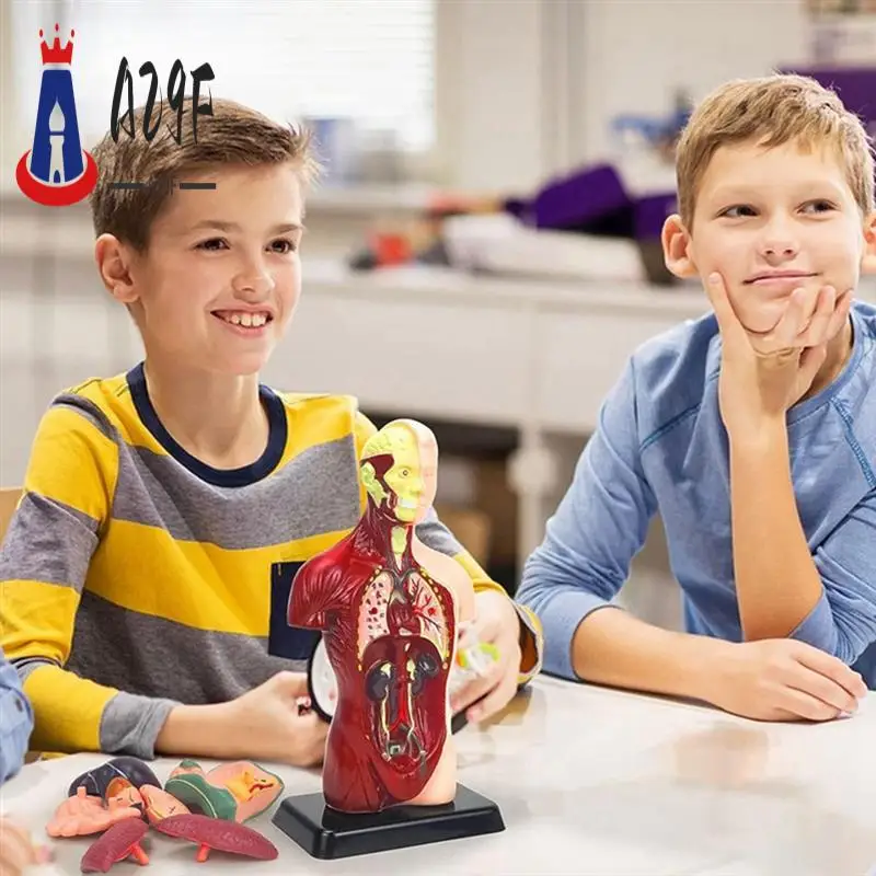 

A29F-модель человеческого тела для детей, пластиковая анатомическая модель туловища человека, игрушки, 8 шт., съемная анатомическая кукла с сердечком и органами