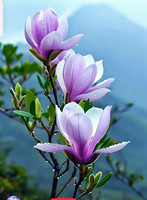 Smart Fingerprint Padlock Biometric Fingerprint Keyless Door Lock USB Rechargeable Security Padlock Waterproof Unlock for House