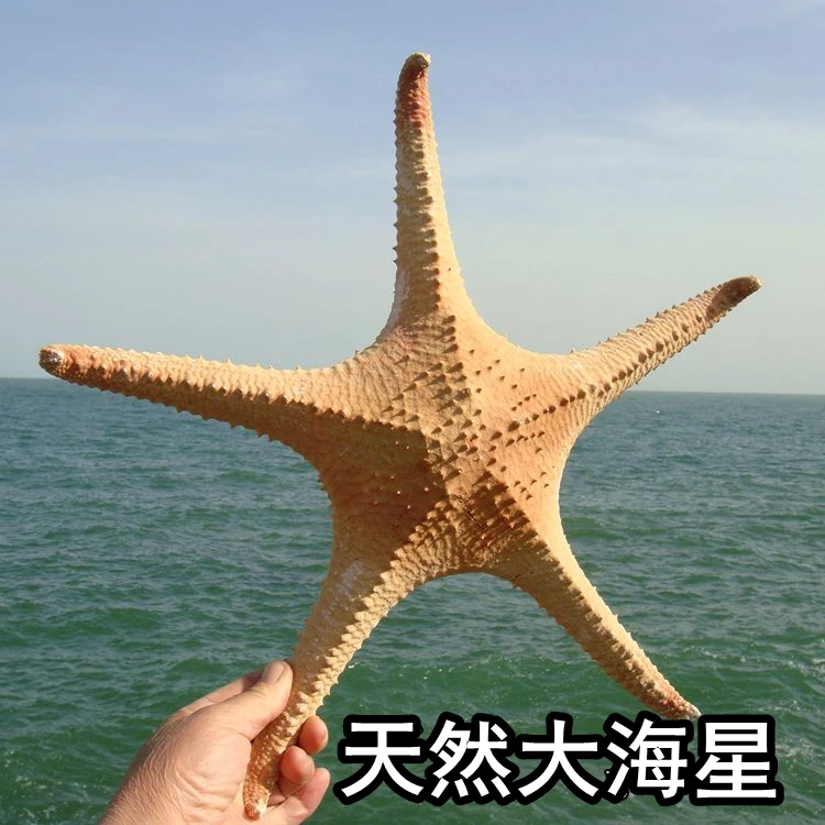 Natural rare large Starfish, Previa Photography Props, Home Deck, Wall Decoration, Creative Ornaments, Gift