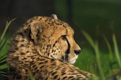 

Рулевая тяга из алюминиевого сплава, обработанная на станке с ЧПУ, сменный сервопривод для HSP 94111/9488, обновление радиоуправляемого автомобиля