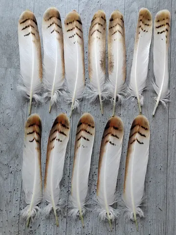 12Pcs 20-28CM Long Perfect Rare Eagle Tail Feathers, Natural Round Eagle Quill Feathers for Carnival DIY Handicraft Decoration
