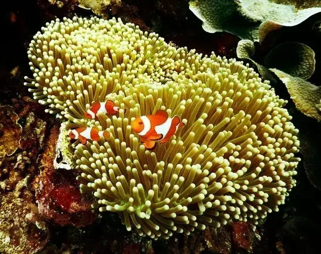 Coral Reef Tank AD 600 SK 200 SK 400 SK 800 Aquarium Protein Skimmer Marine Accessories