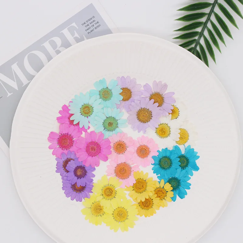 250pcs 2.5-3.5cm Pressed Dried Chrysanthemum Paludosum Flower For Jewelry Bookmark Phone Case Postcard Invitation Card DIY - Image 3
