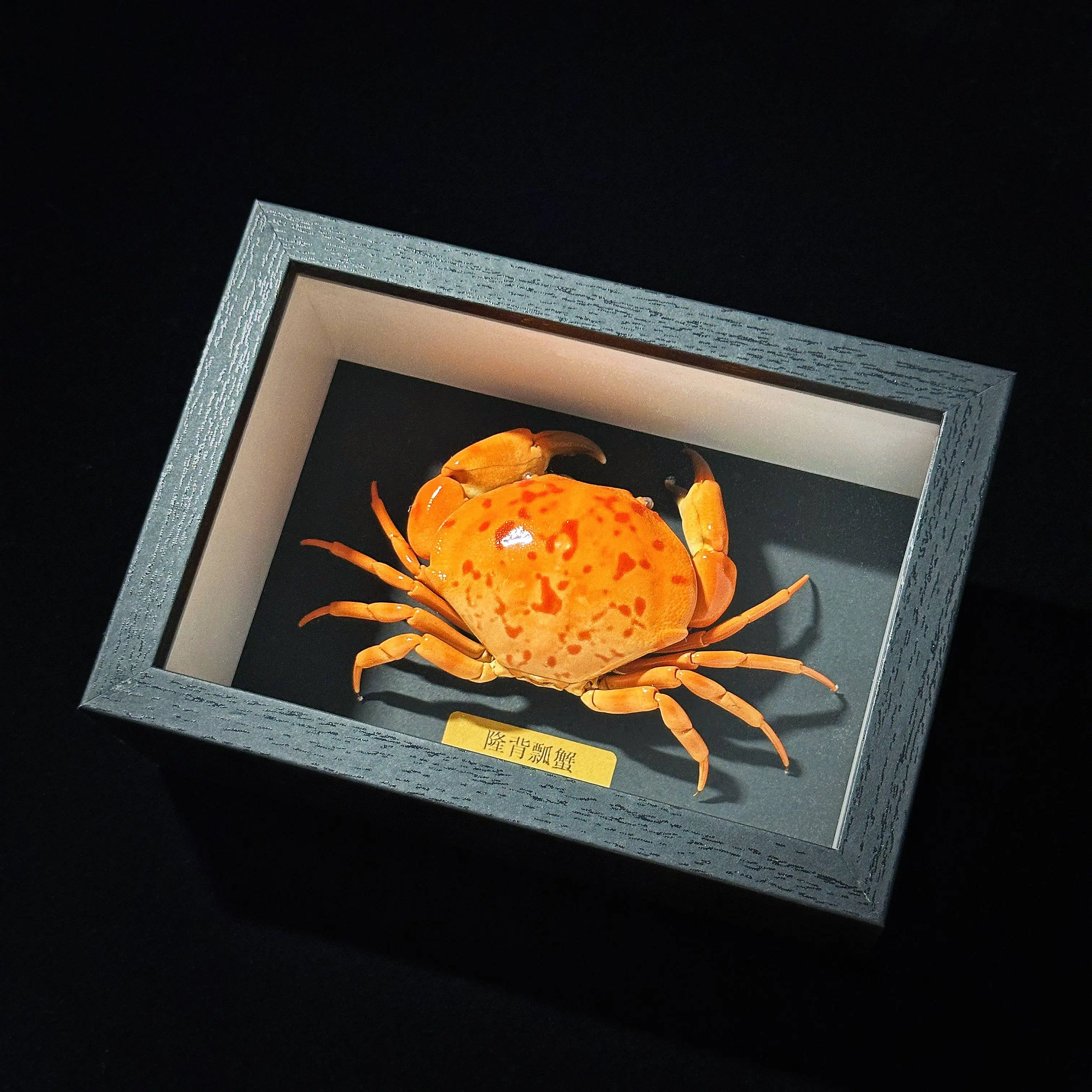 ‌Carpilius convexus Crab Specimen‌,Premium Framed Display, Scientific Teaching Tool & Luxury Home Decor
