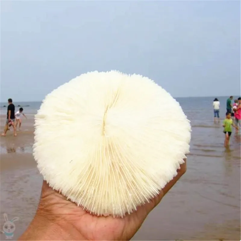 12-14cm Natural Stone Coral Mushroom Fragments Irregular Shapes Decorate The Beach Shell Aquarium Aquarium Decoration+support