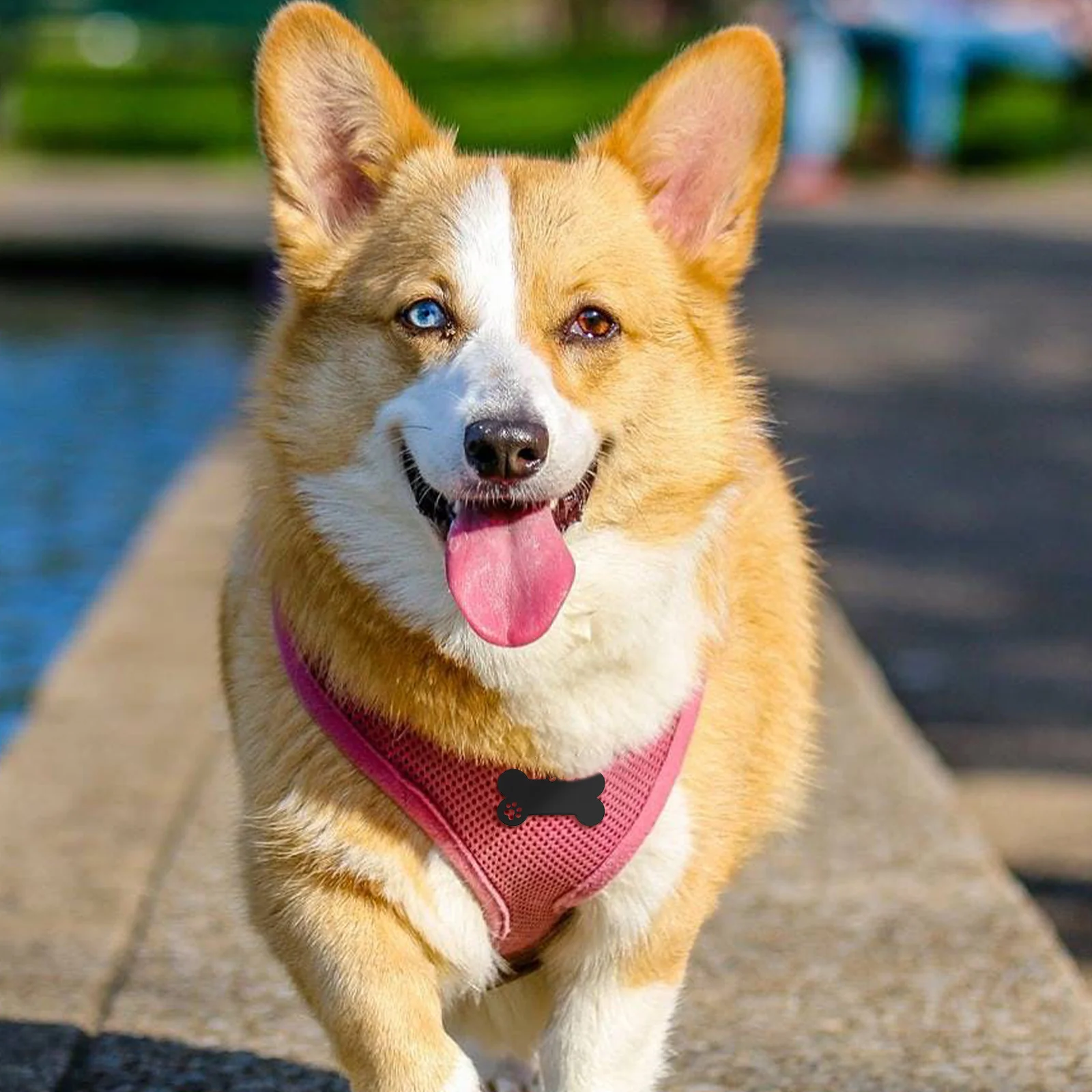 

4pcs Pet Id Tags Stainless Dog Name Tag Bone Shape Identification Label For Dogs Pet Accessories