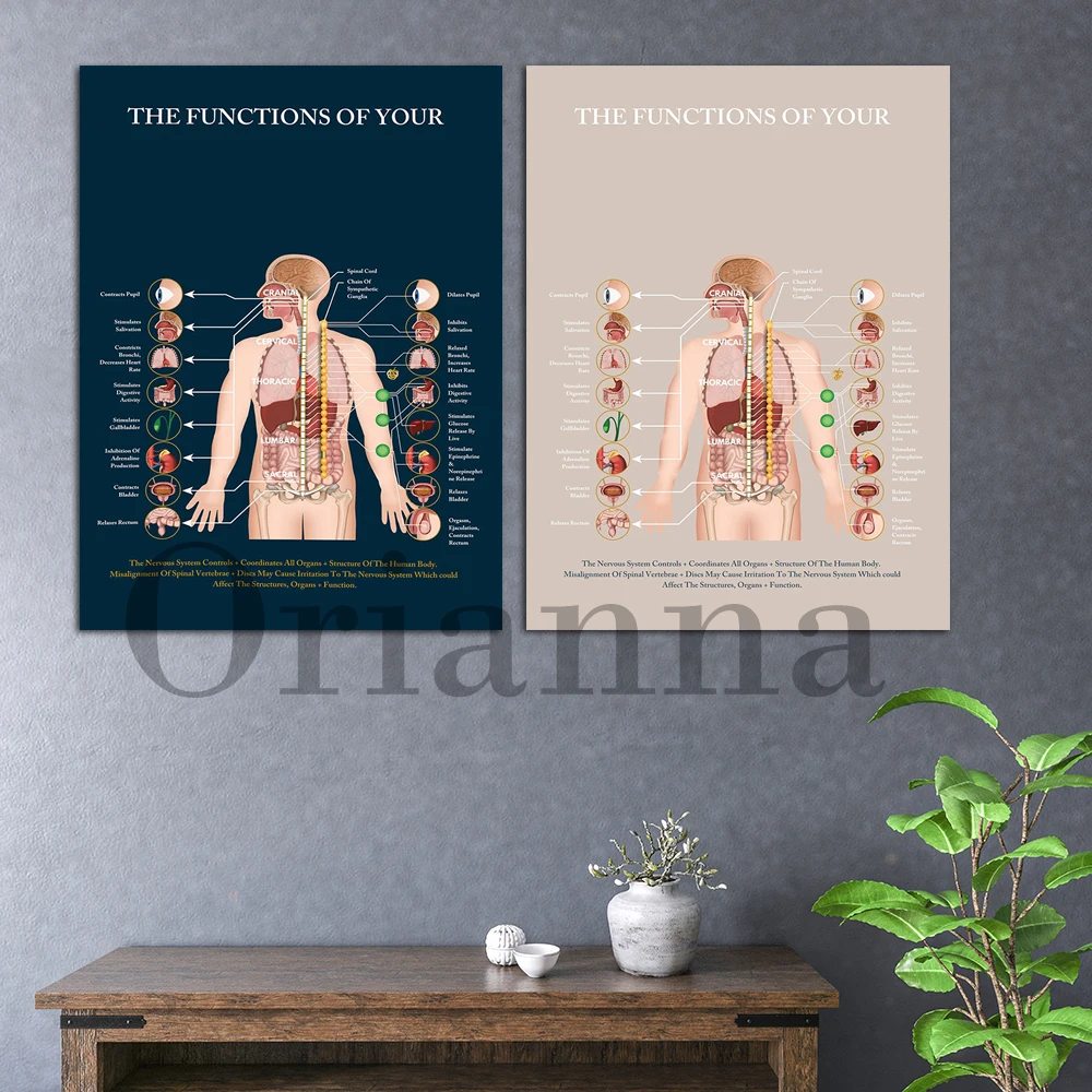 

Human Body Nervou System Chiropractic Subluxation Wall Art Print Poster Clinic Physical Therapy Room Decor Painting Doctor Gift