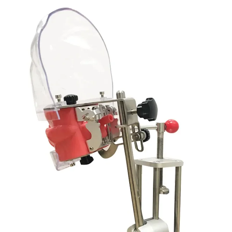 Dental Phantom Head Detachable Typodont Model Oral Teaching Manikin For Tooth Preparation Practice