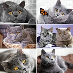 5D Diamond Painting Scottish Fold Cat Picture of Rhinestones Diamond Embroidery British Gray Cat Cross Stitch Mosaic Handmade