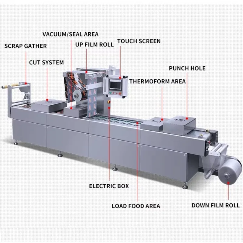 Automatic Modified Atmosphere Fruit Tray Packing Machine,  Dry Fruit Rigid Thermoforming Vacuum Packaging Machine Weight Filling