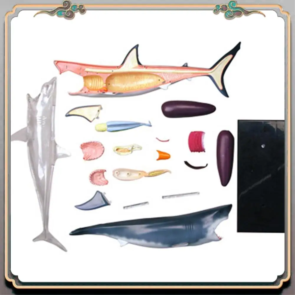 

Durable Animal Organ Anatomy Model 4D Shark Intelligence Assembling Toy Teaching Anatomy Model DIY Popular Science Appliances