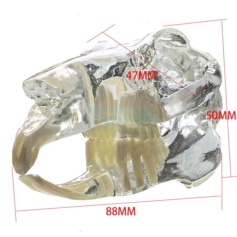 Transparent Rabbit Skull Teeth Anatomical Model Dental Animals Oral Tooth Jaw for Veterinary Educational Anatomy Decoration Demo