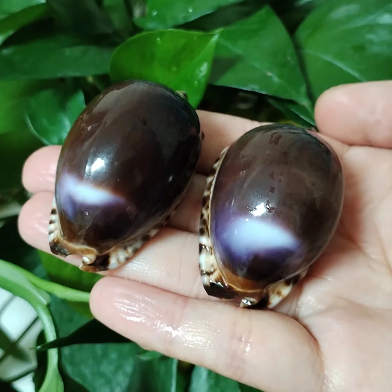 2 PC Mauritia Arabica Shells Purple Cowrie Seashell For DIY Crafts Snail Jewelry Gift Beach Wedding Decor 3CM-4CM