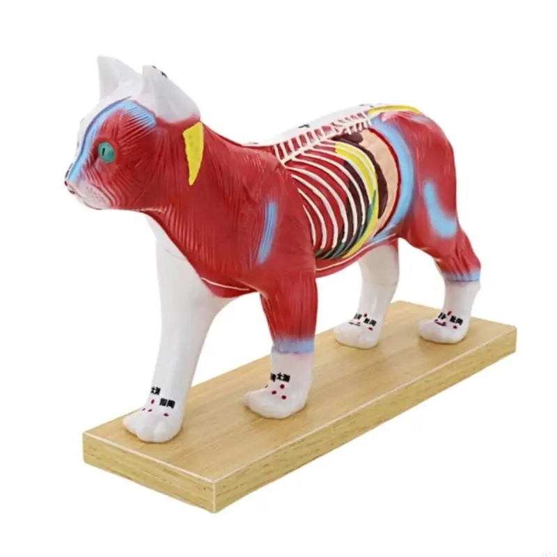  Veterinary Teaching Tool Anatomical Canine Feline Acupuncture Model With Marked Meridian Points for Clinical Training