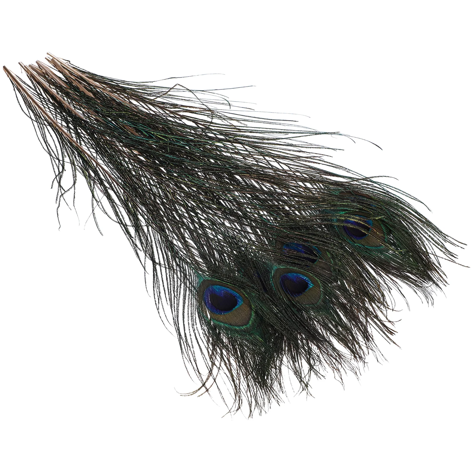 

Peacock Plumes Craft Decoration for Floral Arrangements Vase Fill Reliable Quality Bulk Supply Sterilized