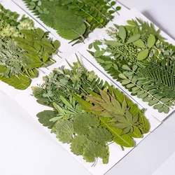 35PCS Pressed Mixed Real Natural Plant Dried Pressed Leaves In Green,Dry Flowers Press Kit For Nail Art,Resin Jewellery,Frames