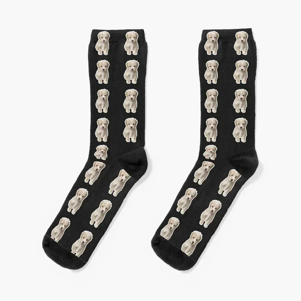 Cute Adorable Maltipoo Puppy Socks loose cool Luxury Woman Socks Men's