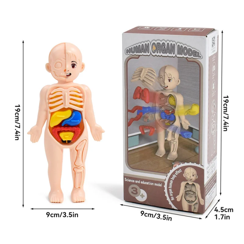 Giocattoli scientifici per bambini Anatomia dell'organo del corpo umano Modello assemblato fai-da-te Strumenti didattici medici per bambini