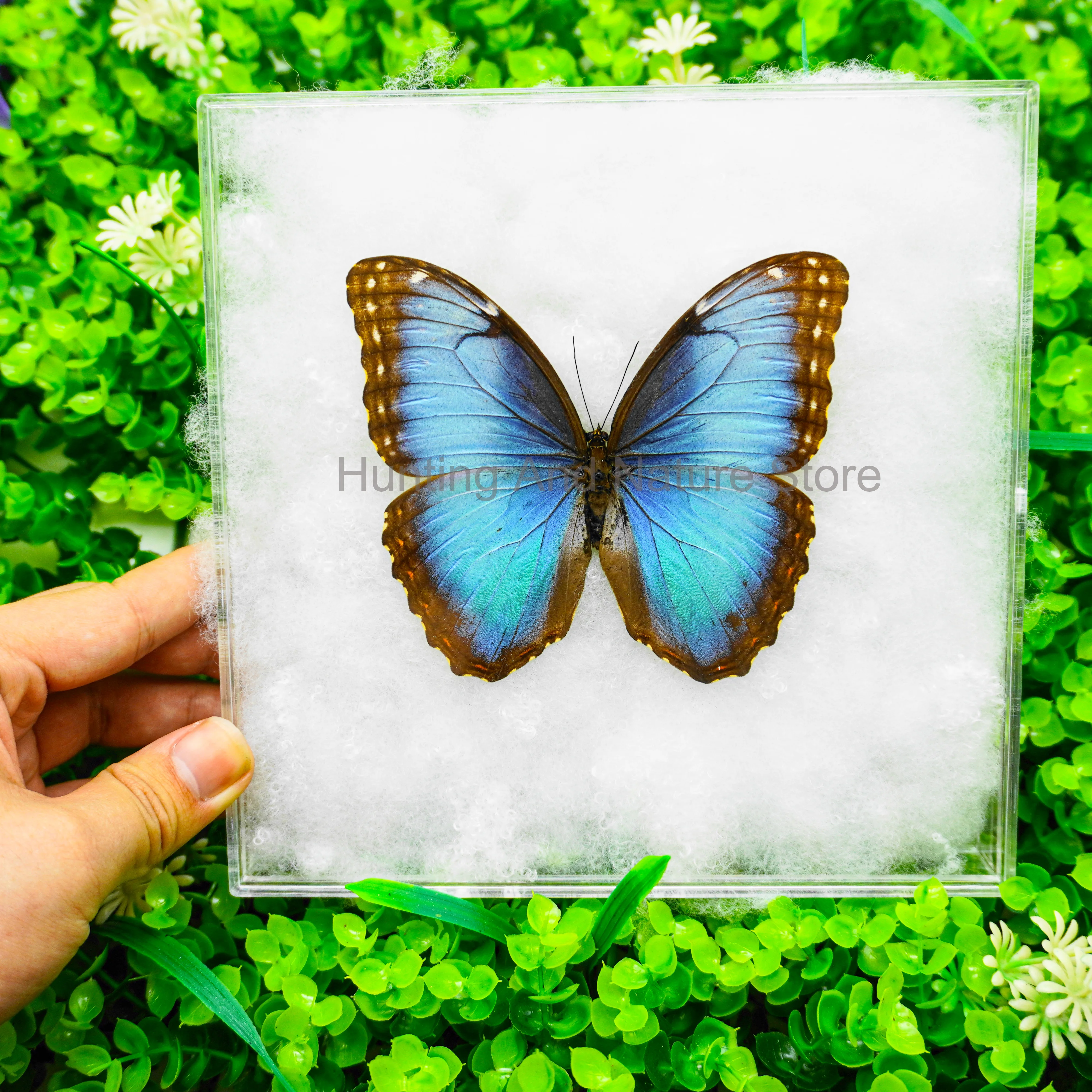 Cadre photo en boîte transparente pour la décoration de la maison, beaux spécimens de papillon parfaits, présentoir à collectionner, cadeau réel