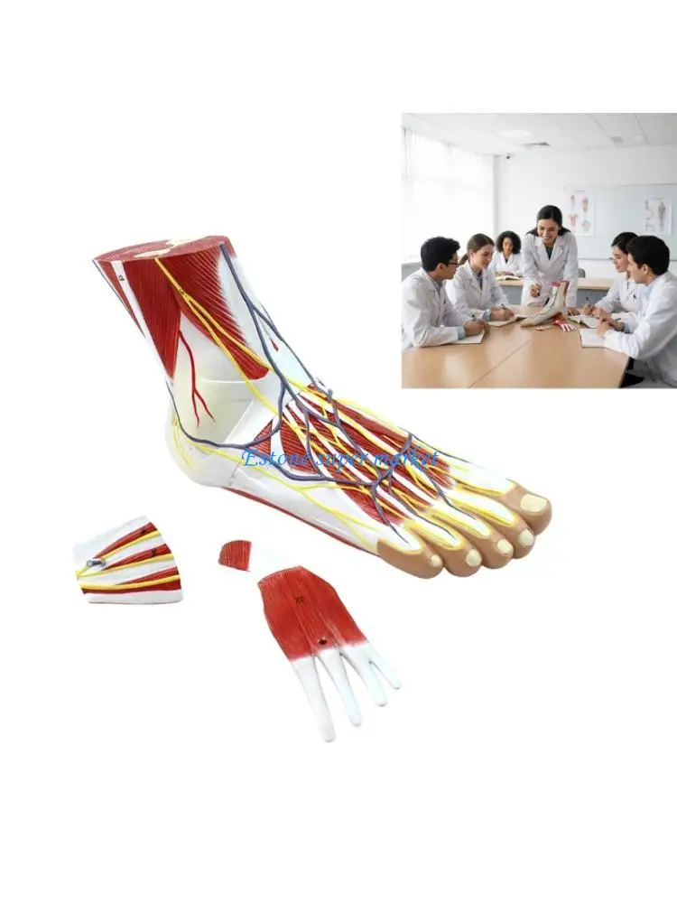 090B Realistic Foot Muscle Attached Blood Vessels Nerves Model Vibrant Color PVC Model for School Use Foot Anatomy Teaching