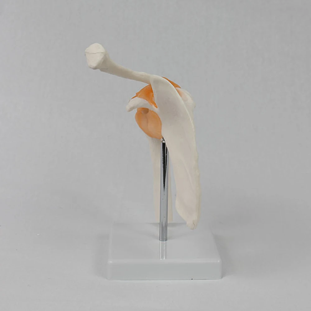 PVC Shoulder Joint Model Human Shoulder Bone Ligament Scapula Clavicle Anatomical Structure Orthopedic Medicine Teaching Mold